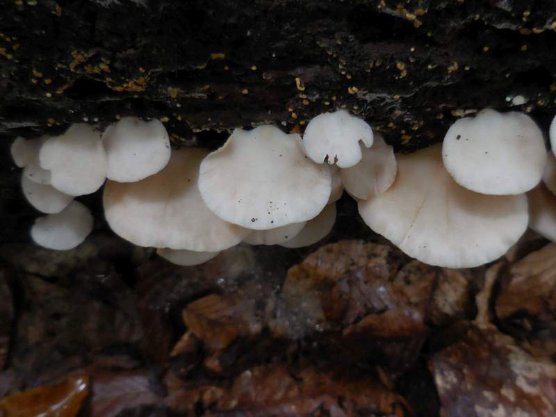 Crepidotus applanatus var. applanatus (door Marian Jagers)