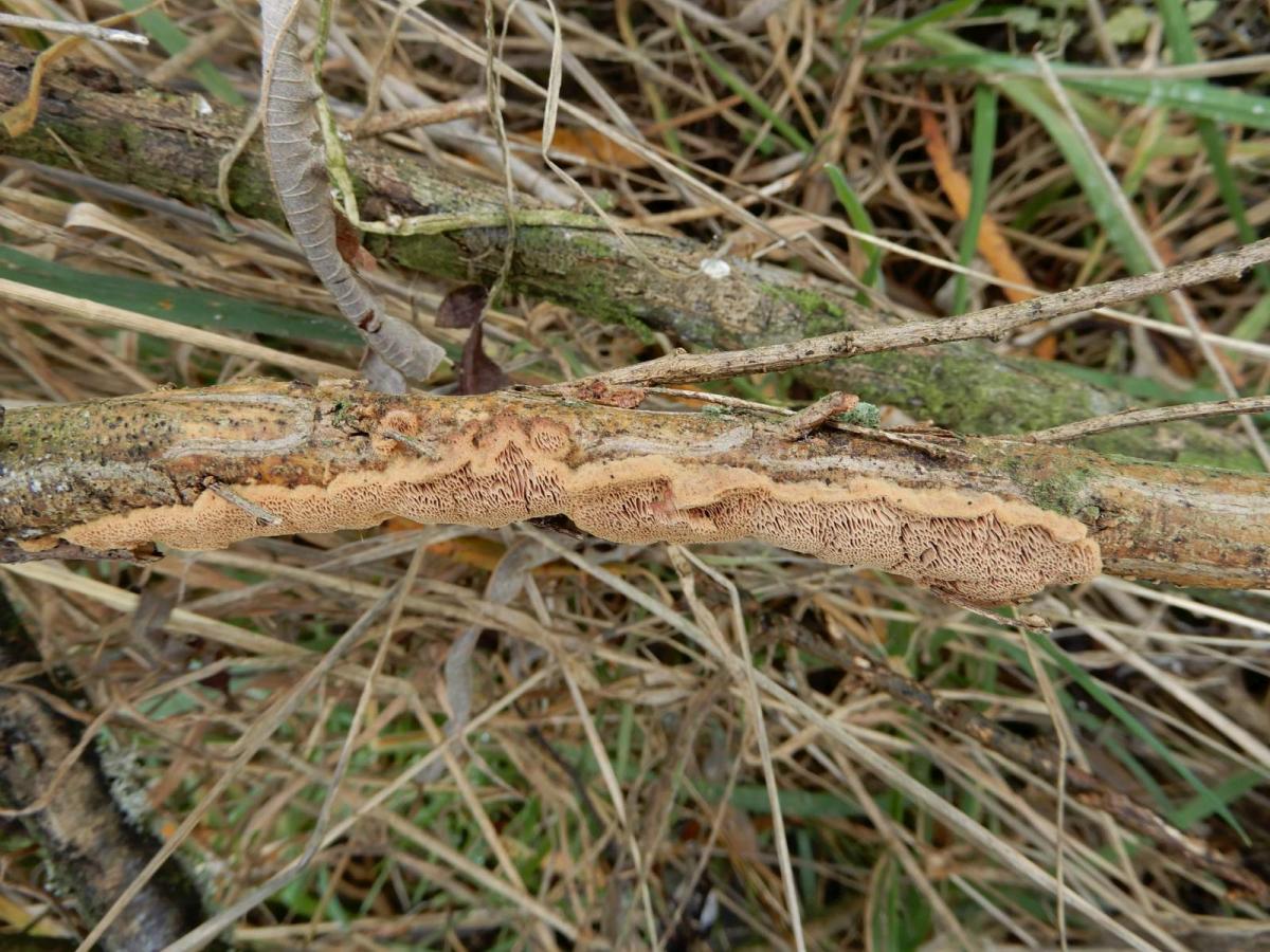 Hapalopilus eupatorii (door Marian Jagers)