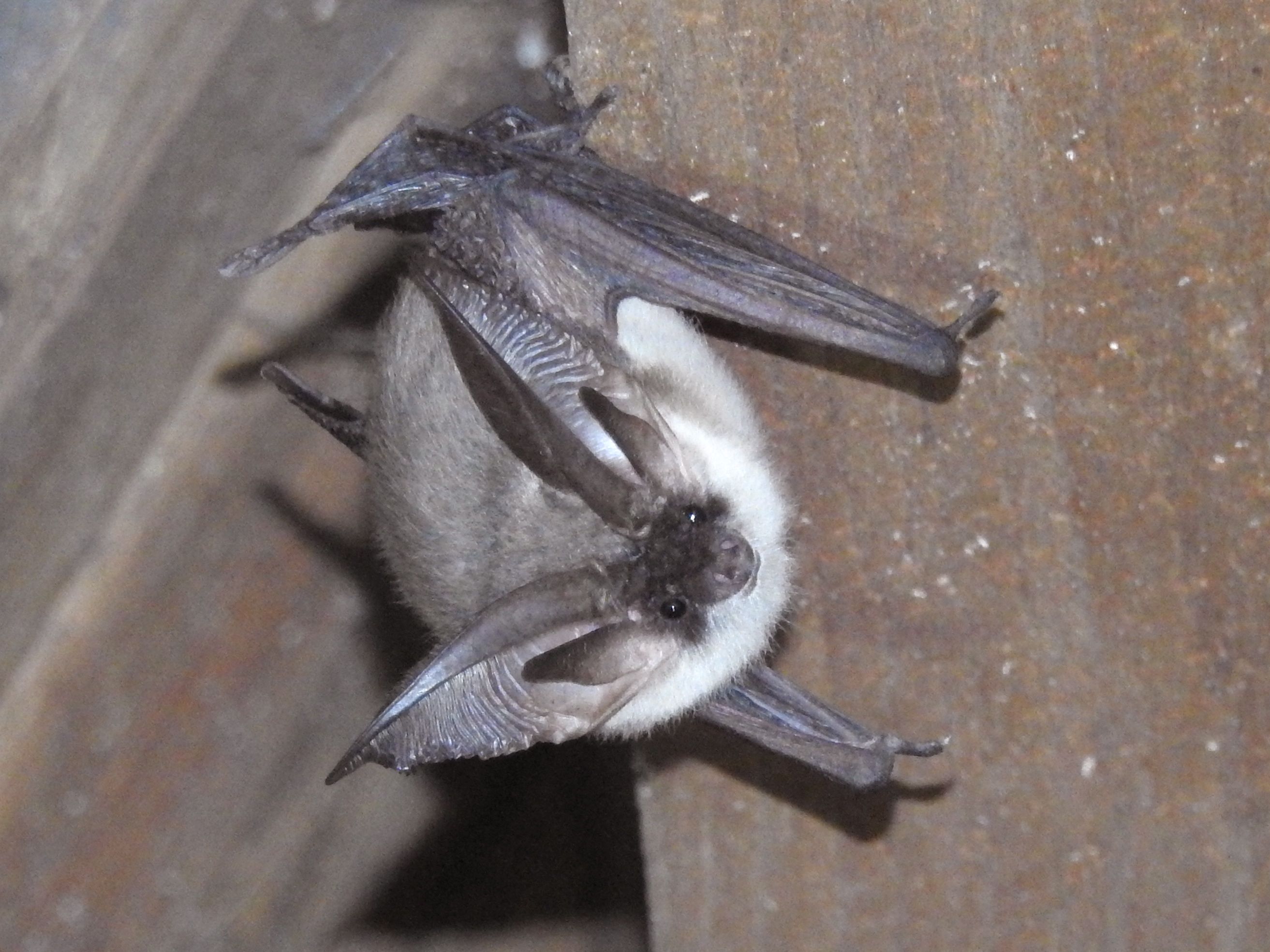 Plecotus austriacus (door Bernadette van Noort)