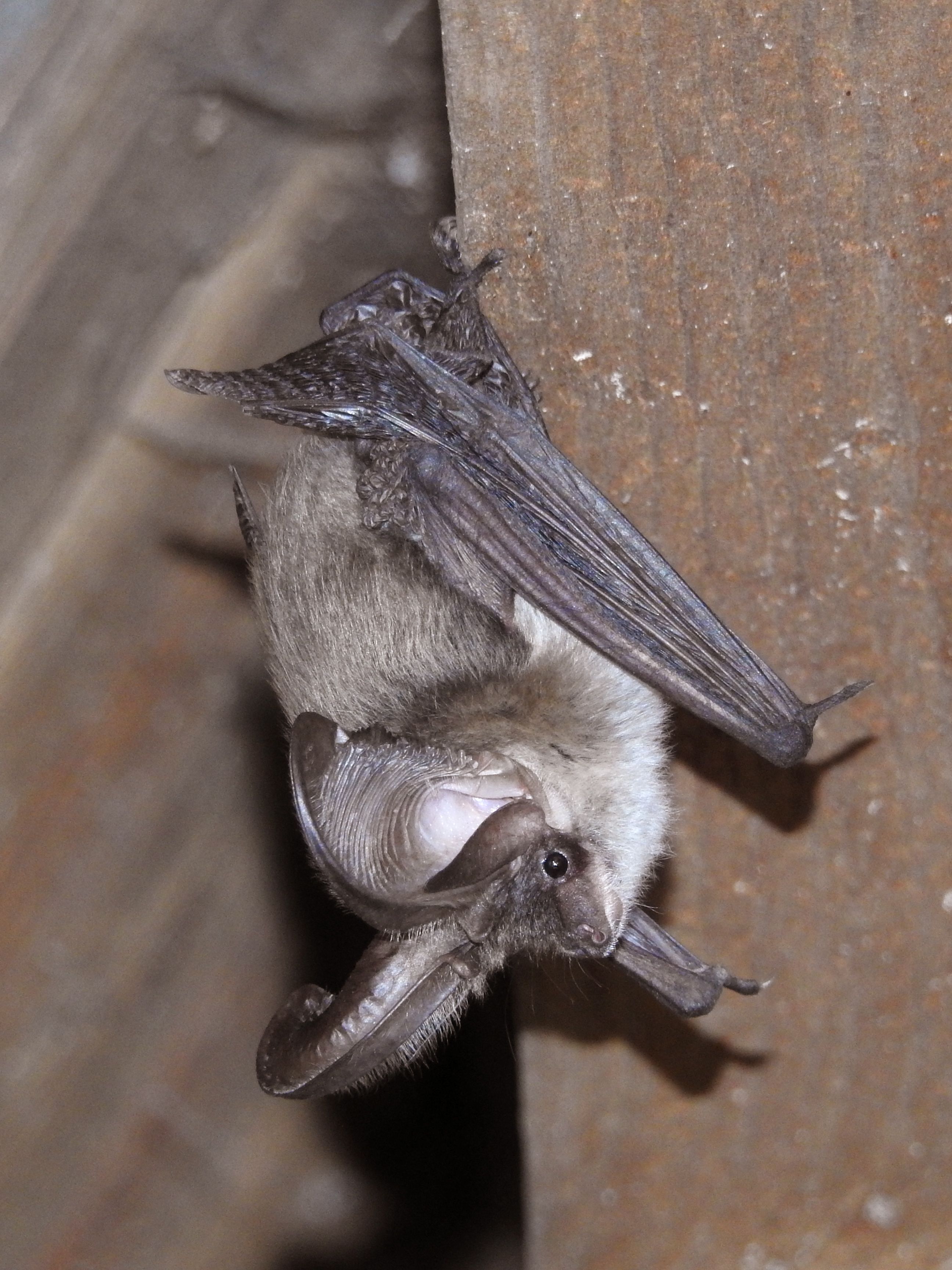 Plecotus austriacus (door Bernadette van Noort)