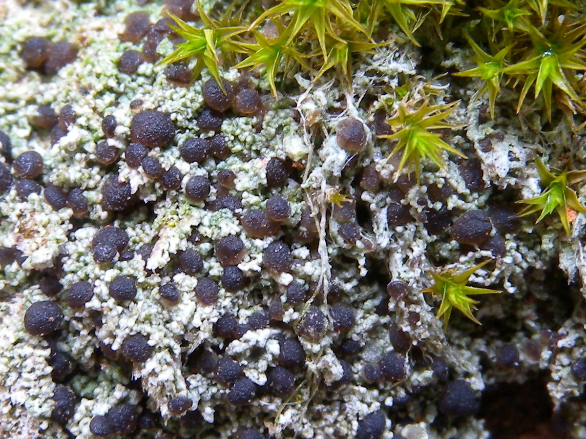 Bilimbia sabuletorum (door Hans Toetenel)