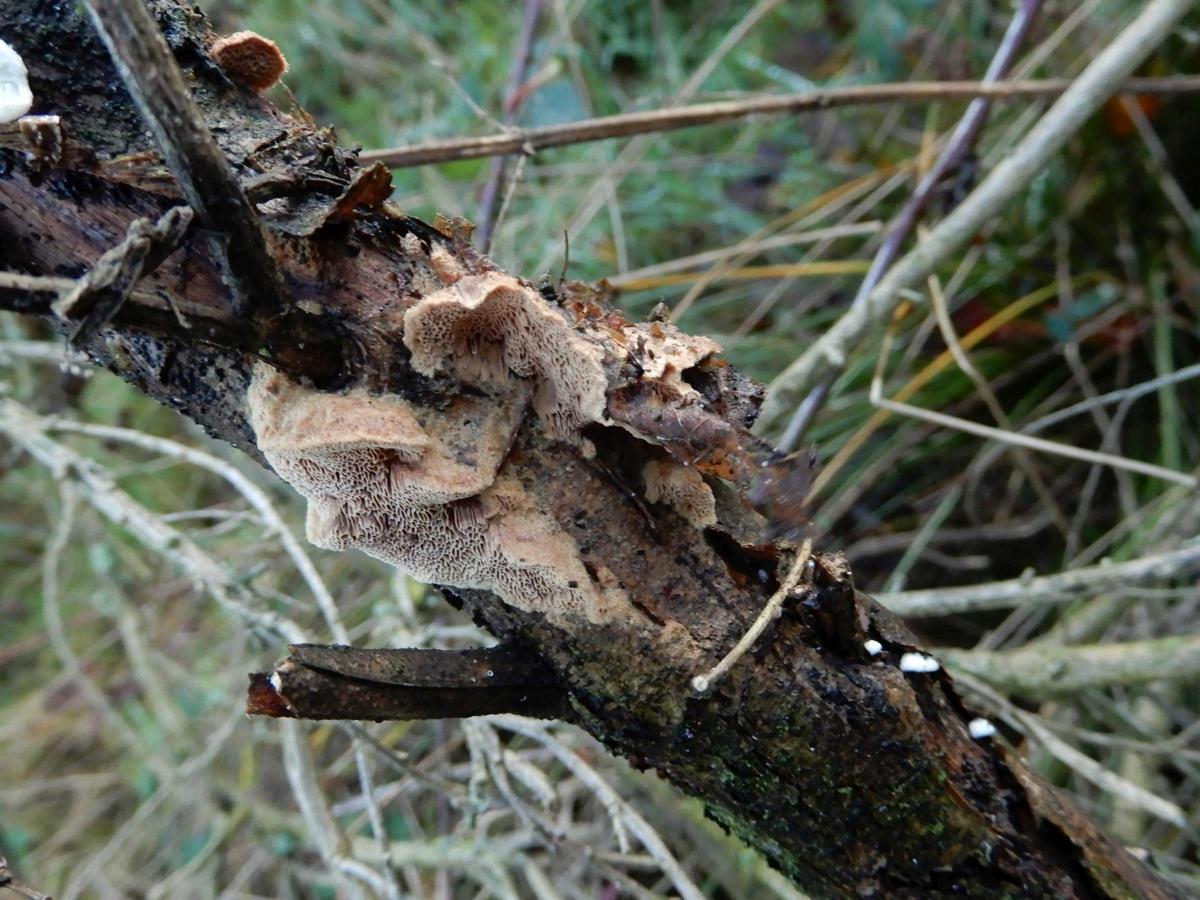 Hapalopilus eupatorii (door Marian Jagers)