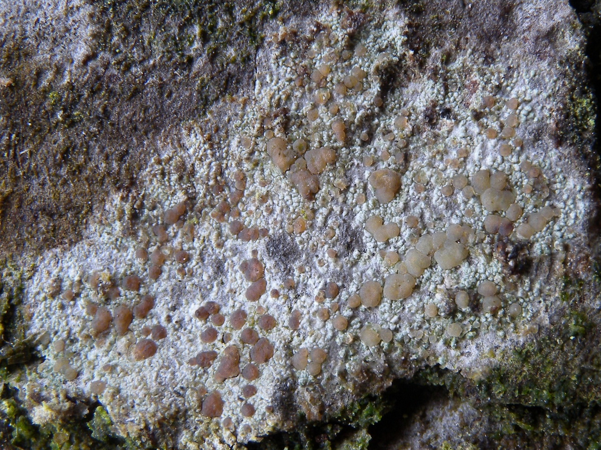 Lecanora aitema (door Hans Toetenel)