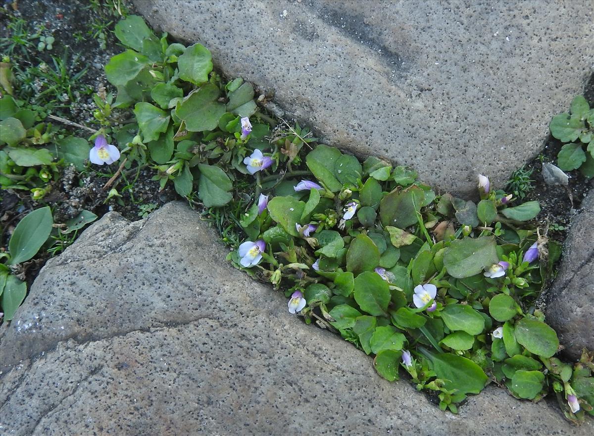 Mazus pumilus (door Jelle van Dijk)