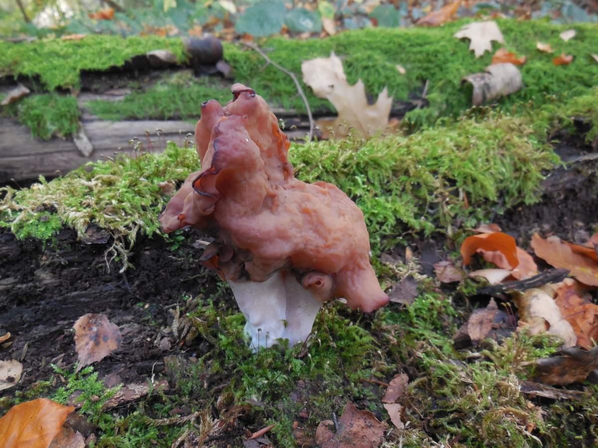 Gyromitra infula (door Marian Jagers)