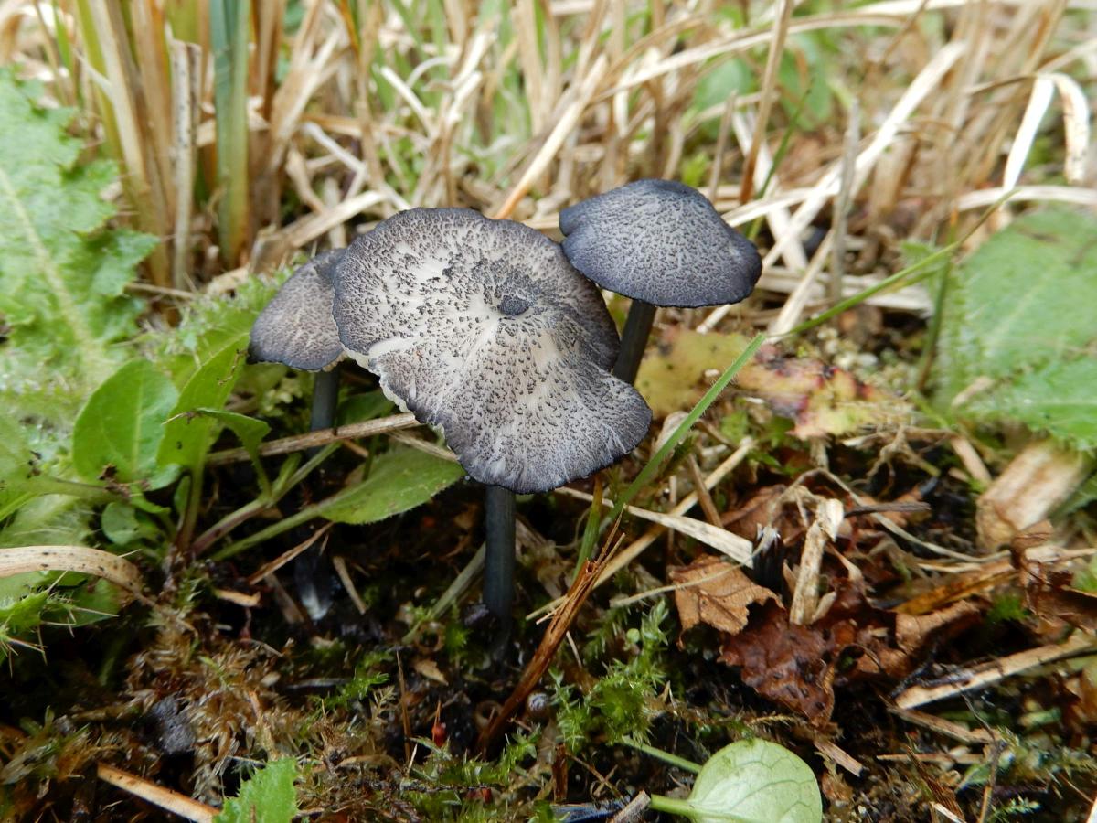 Entoloma nordlandicum (door Marian Jagers)