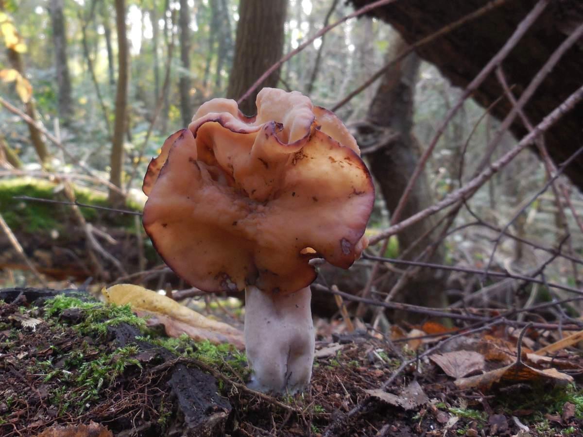 Gyromitra infula (door Marian Jagers)