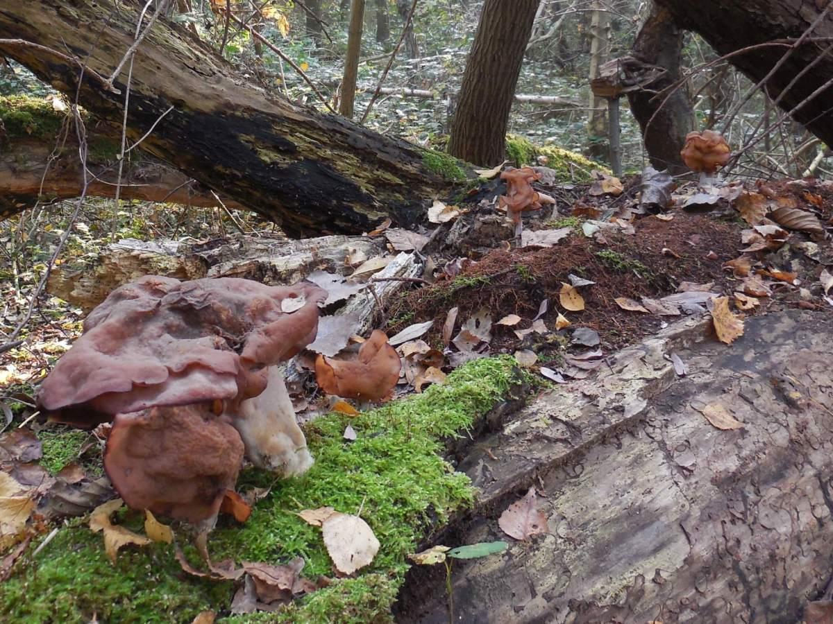 Gyromitra infula (door Marian Jagers)