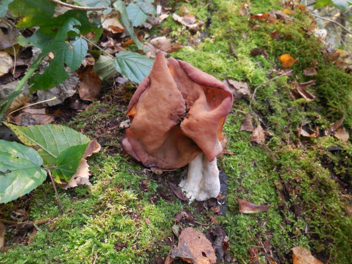 Gyromitra infula (door Marian Jagers)