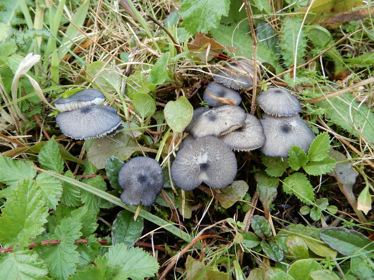 Entoloma nordlandicum (door Marian Jagers)