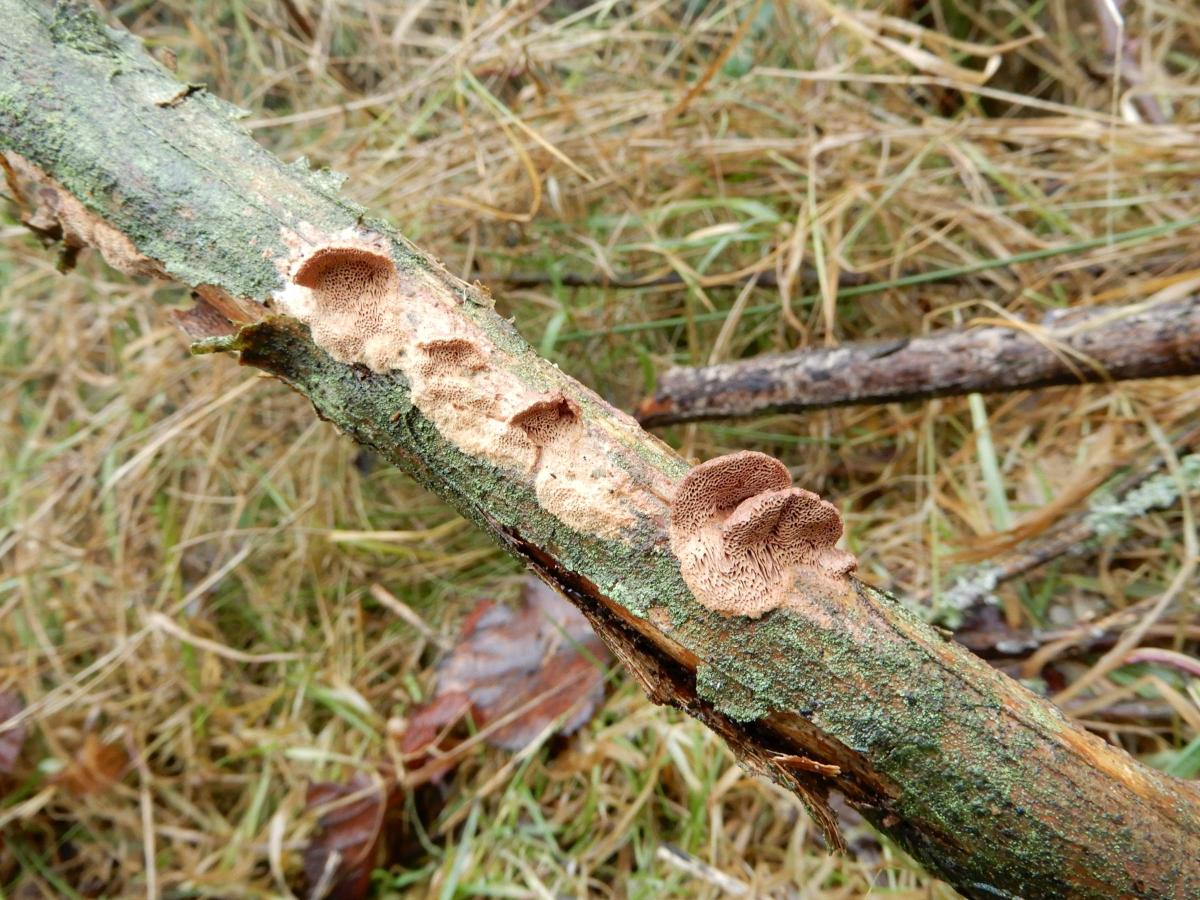 Hapalopilus eupatorii (door Marian Jagers)