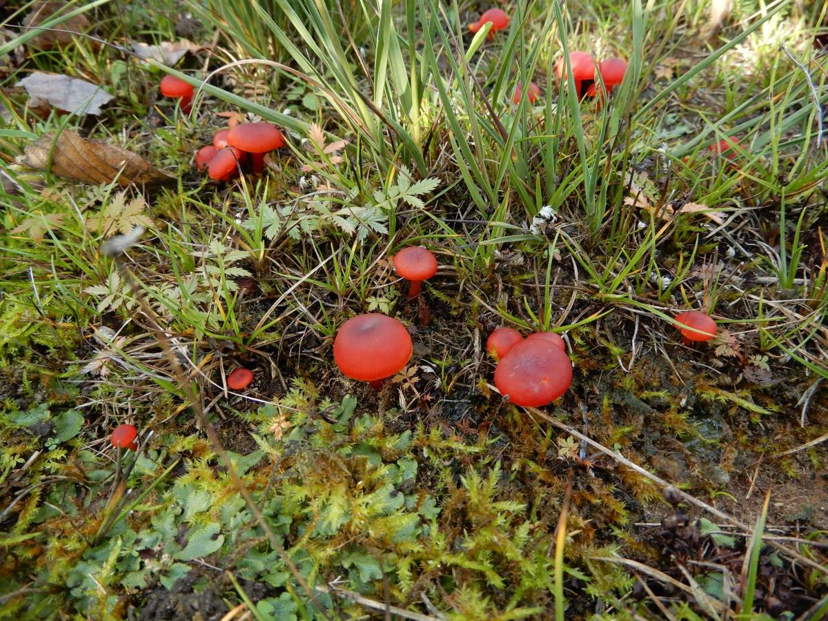 Hygrocybe phaeococcinea (door Marian Jagers)