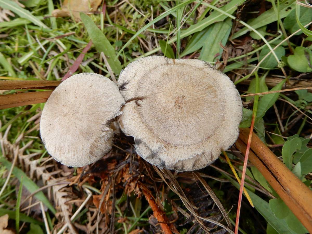 Lyophyllum gangraenosum (door Marian Jagers)