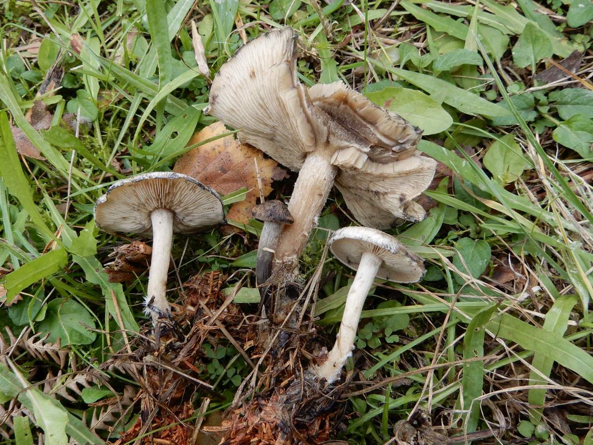 Lyophyllum gangraenosum (door Marian Jagers)