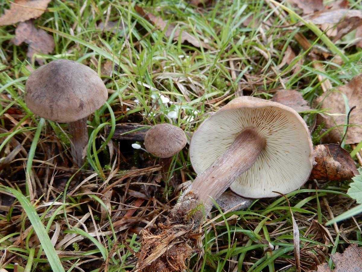 Calocybe obscurissima (door Marian Jagers)