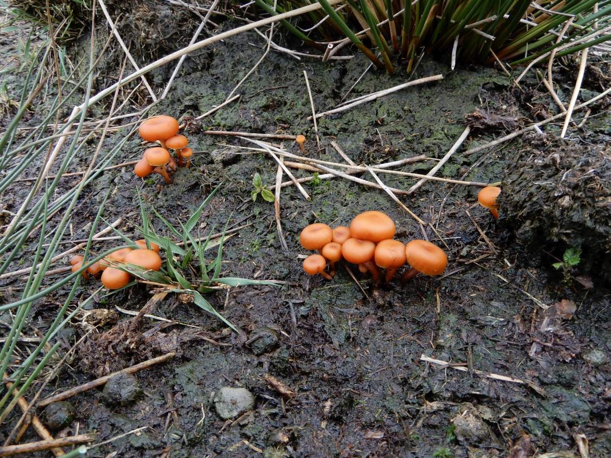 Gymnopilus fulgens (door Marian Jagers)