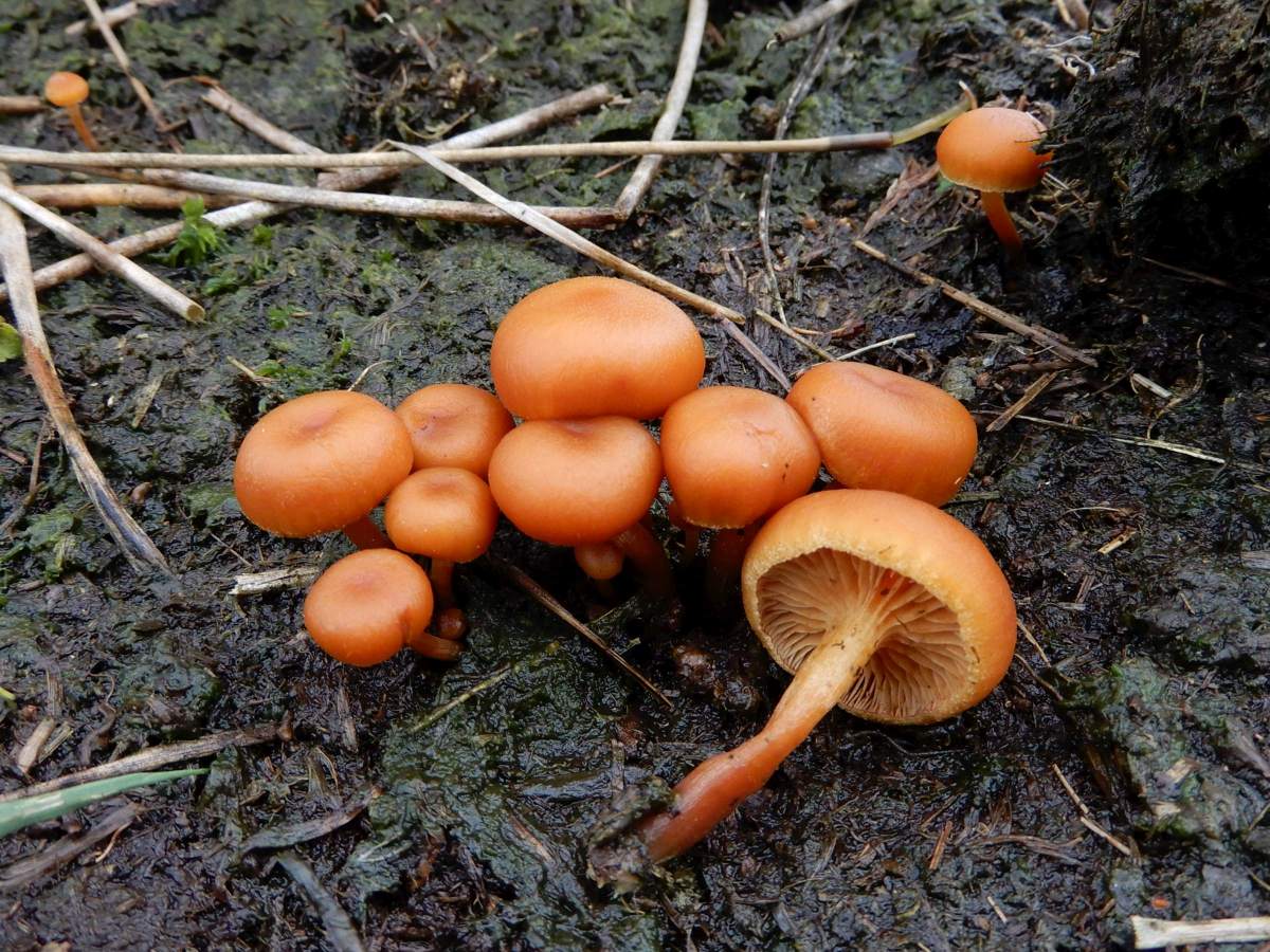 Gymnopilus fulgens (door Marian Jagers)