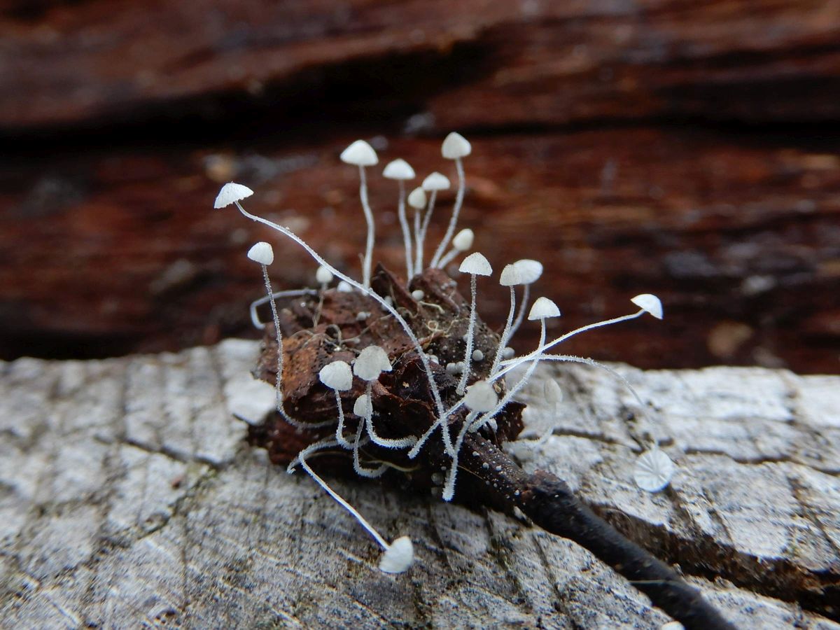 Mycena amoena (door Marian Jagers-Dikmans)