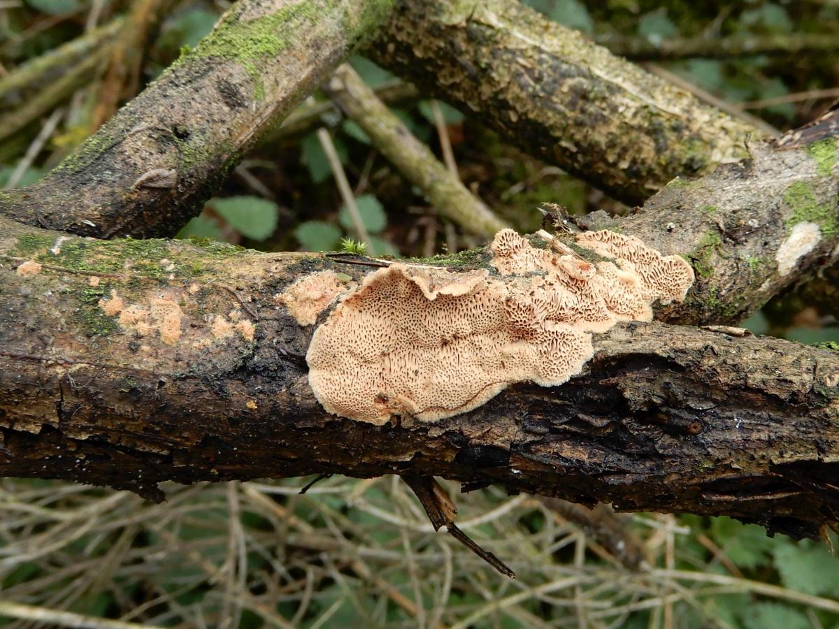 Hapalopilus eupatorii (door Marian Jagers)