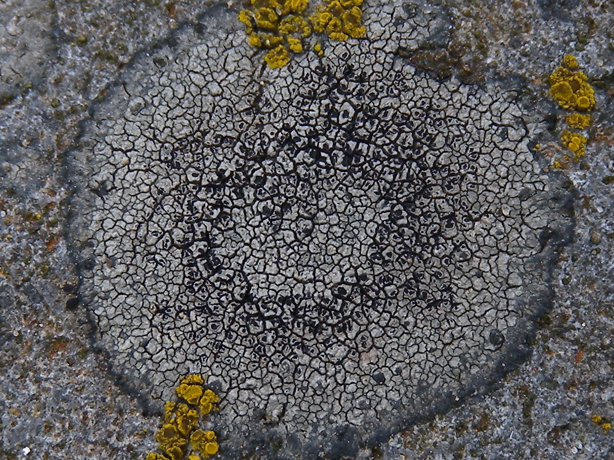 Buellia aethalea (door Hans Toetenel)