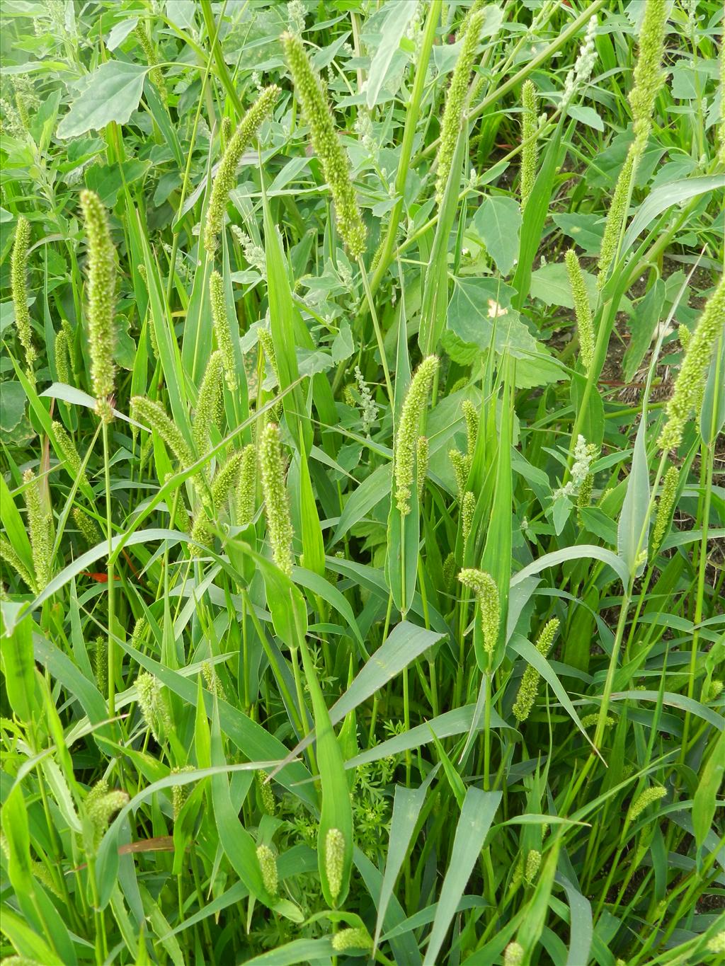 Setaria verticilliformis (door Rutger Barendse)