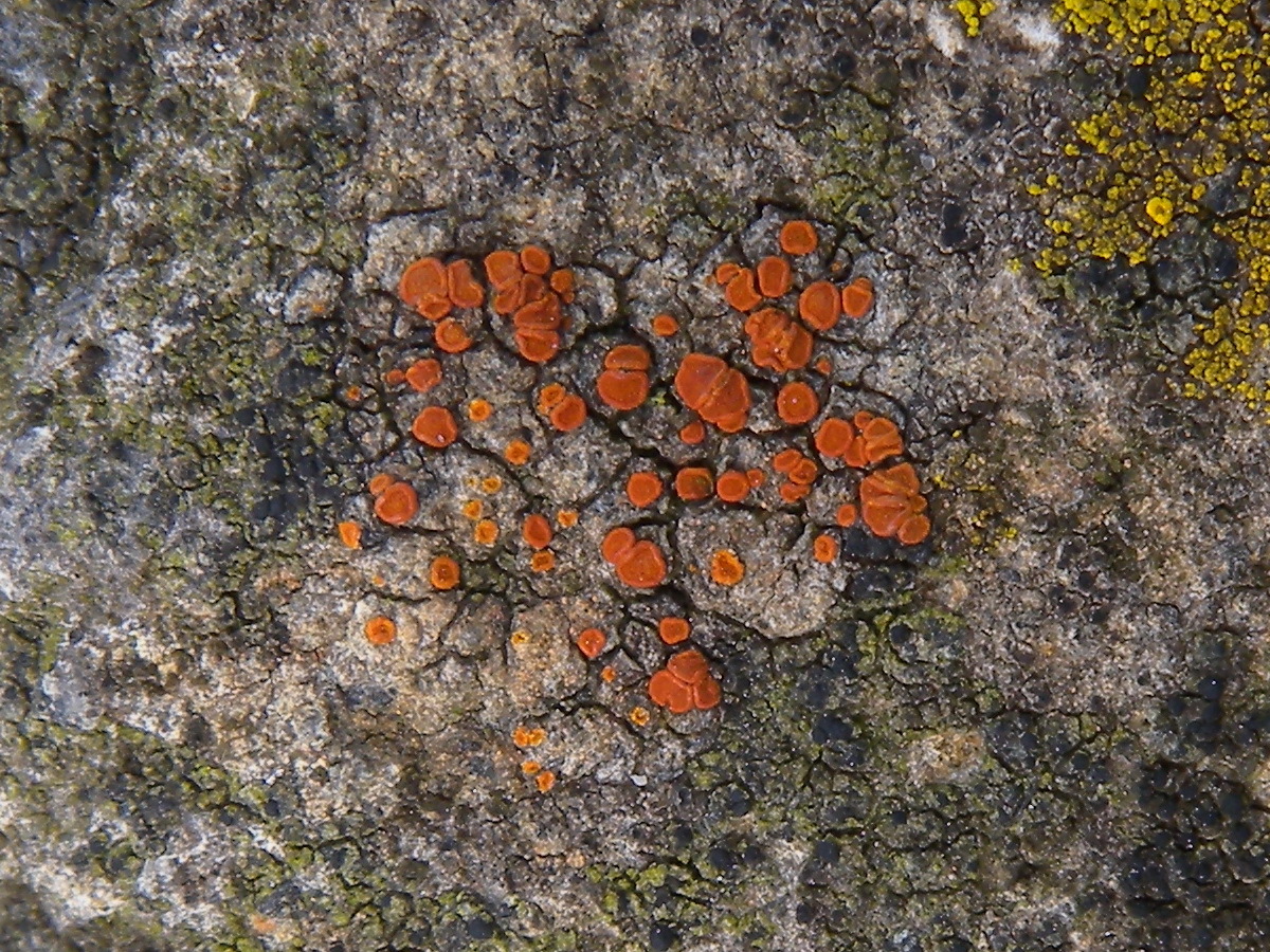 Rufoplaca subpallida (door Hans Toetenel)