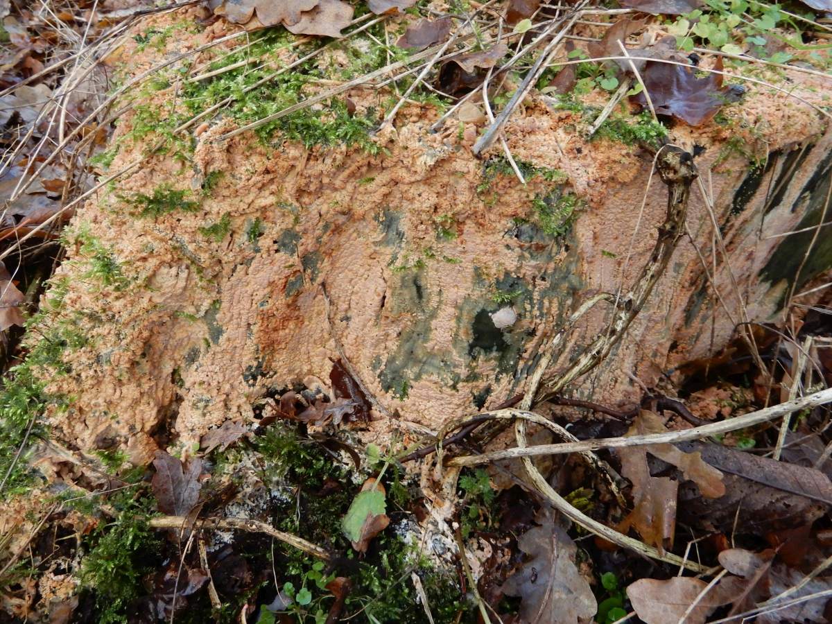 Gloiothele lactescens (door Marian Jagers)