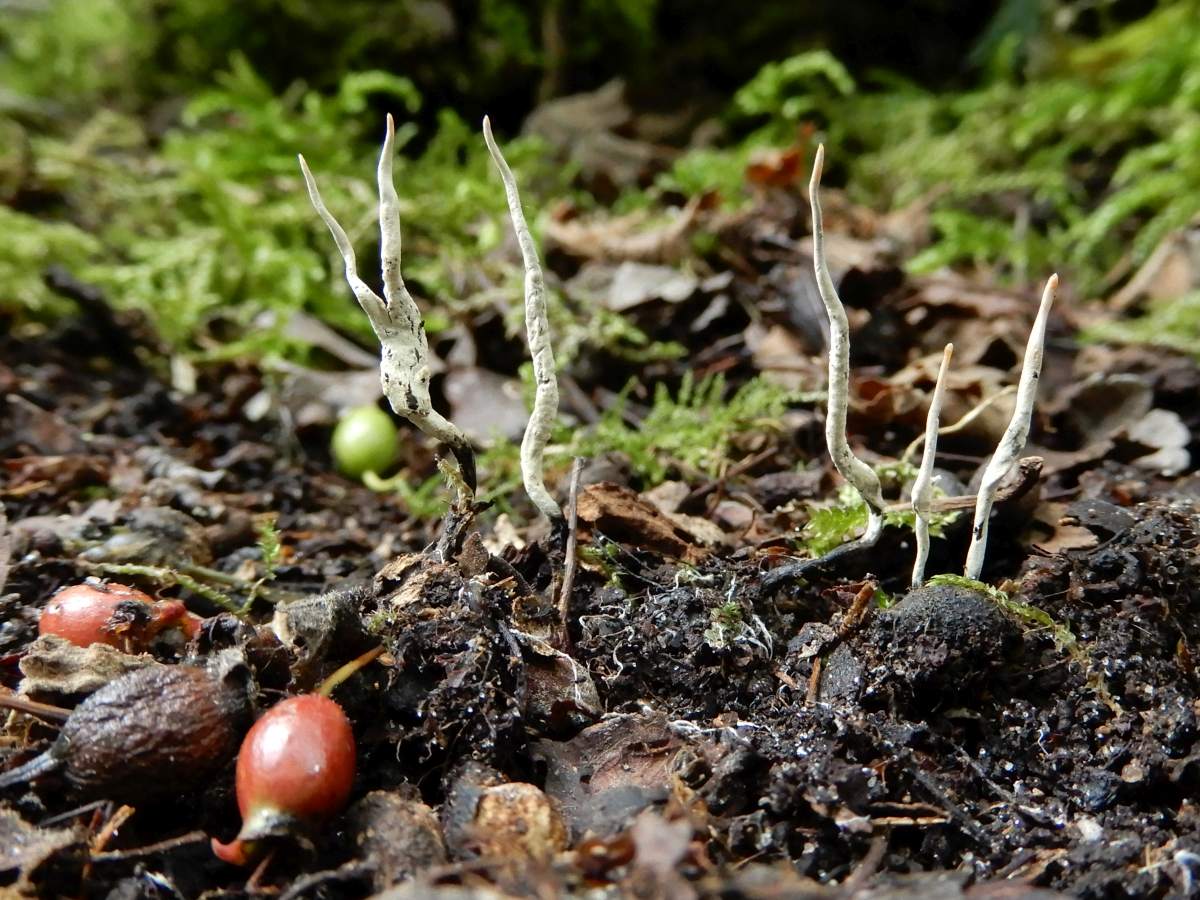 Xylaria oxyacanthae (door Marian Jagers)