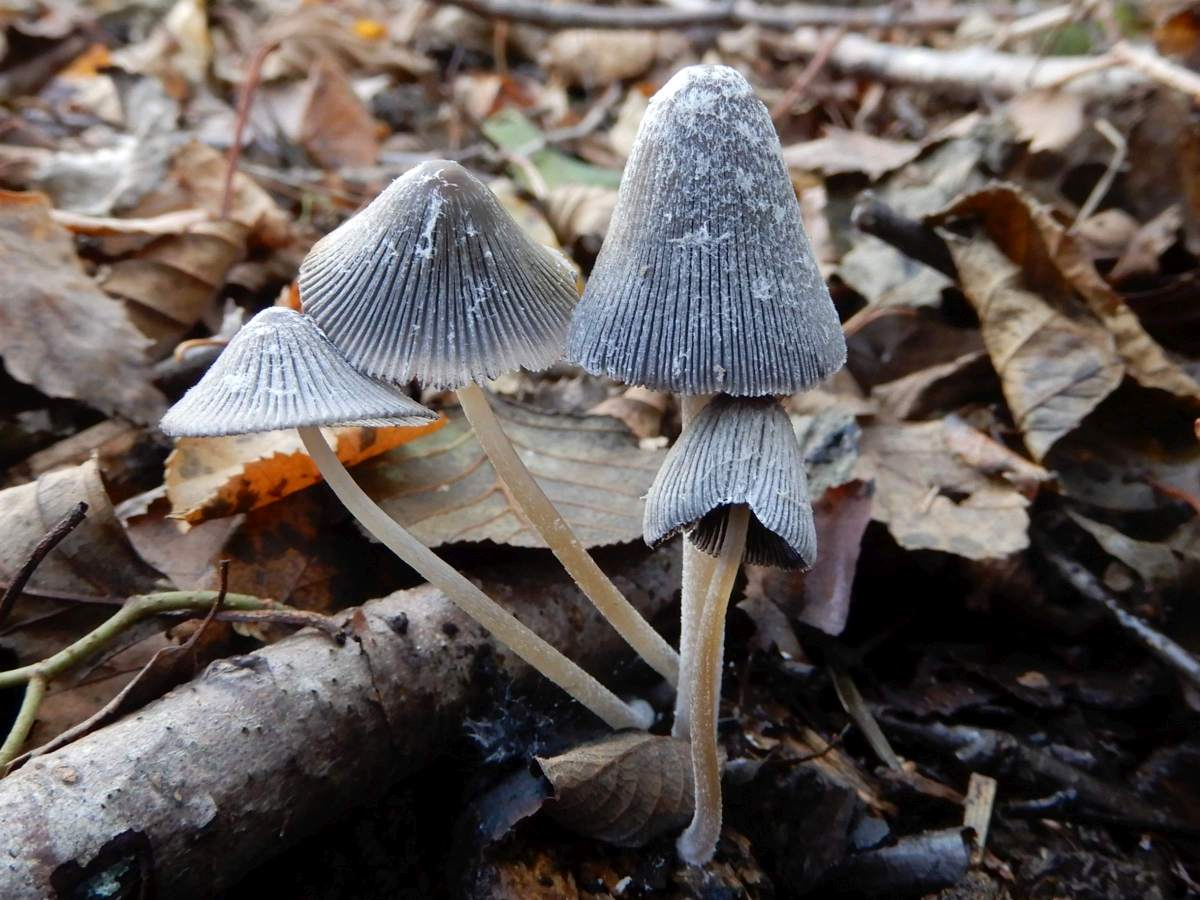 Coprinopsis phlyctidospora (door Marian Jagers)