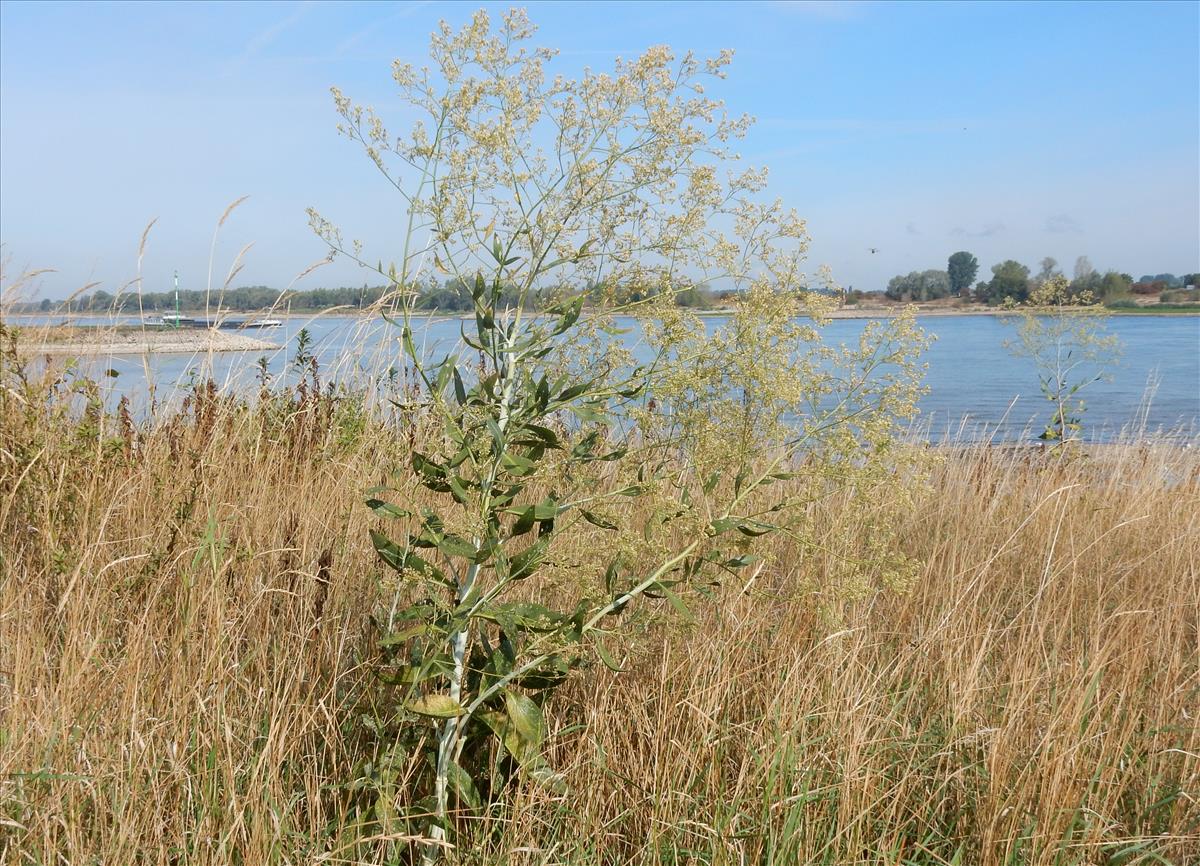 Lepidium latifolium (door Peter Meininger)