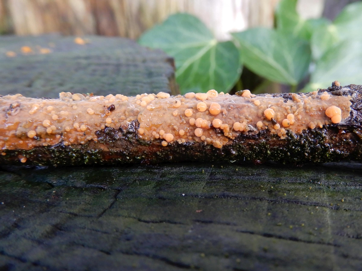 Obvidator incarnatae (door Marian Jagers-Dikmans)