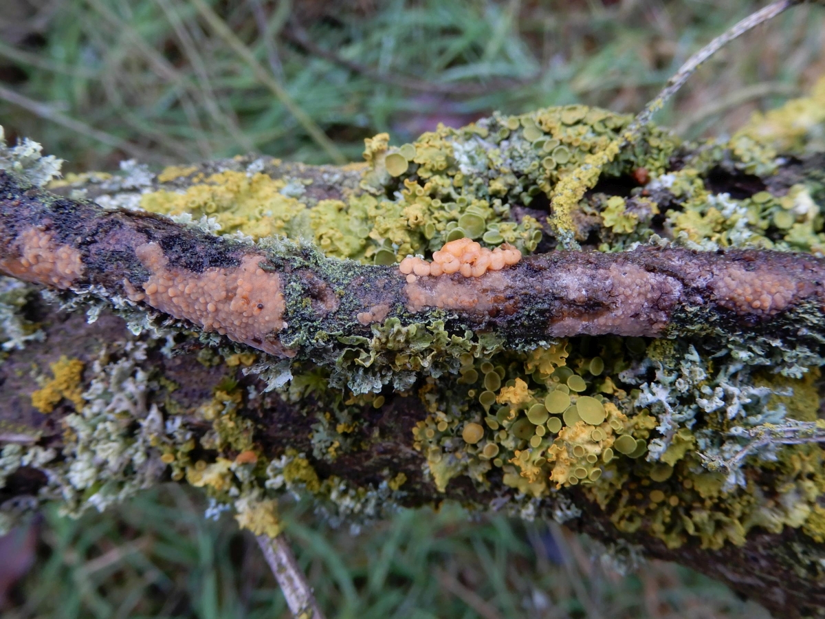 Obvidator incarnatae (door Marian Jagers-Dikmans)