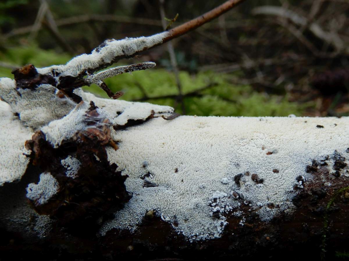 Trechispora stevensonii (door Marian Jagers)