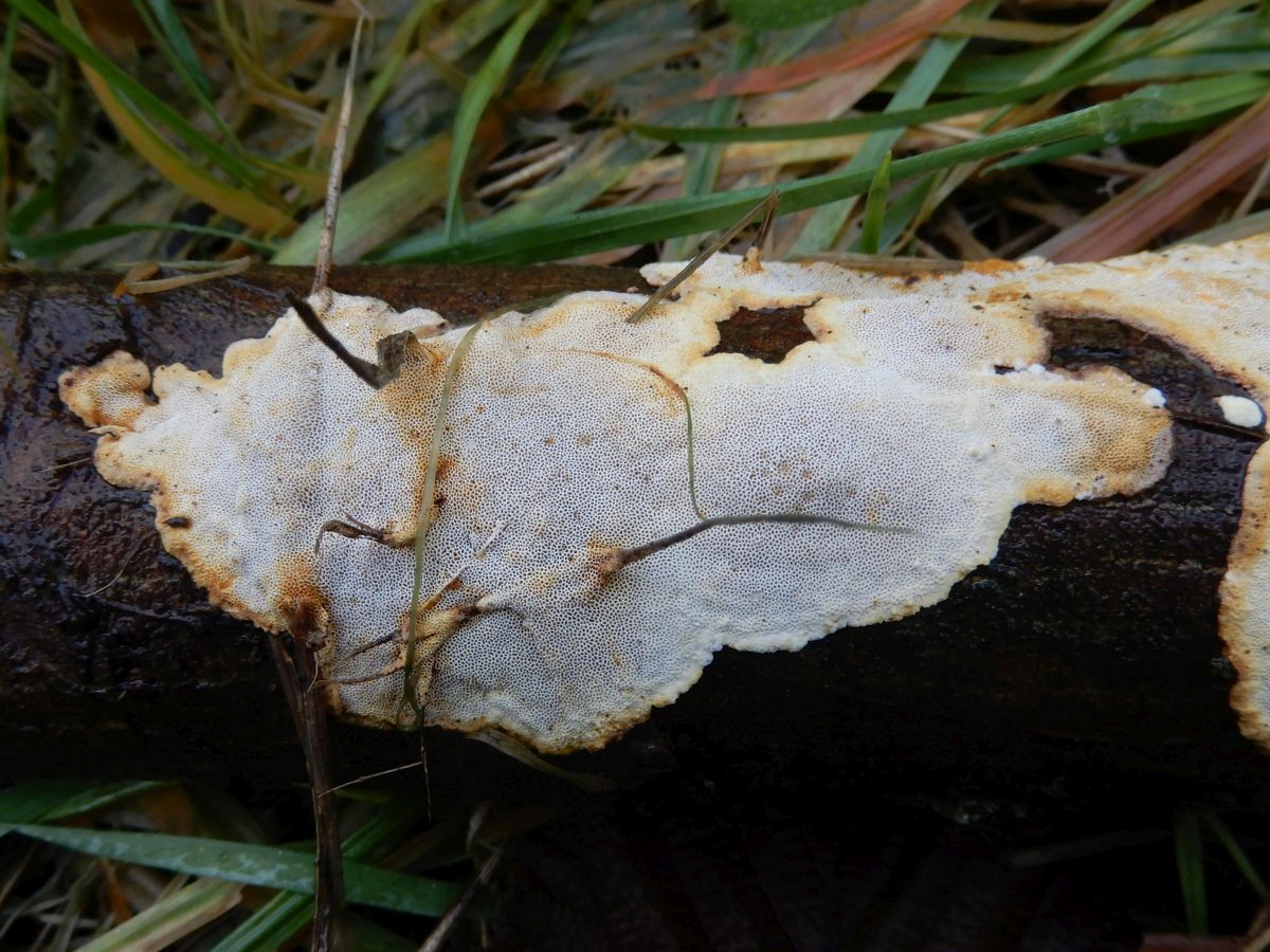 Perenniporia meridionalis (door Marian Jagers)