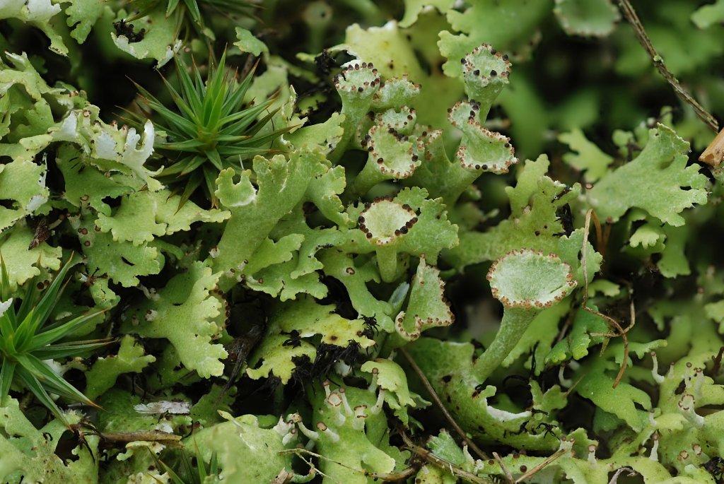 Cladonia foliacea (door Arjan de Groot)