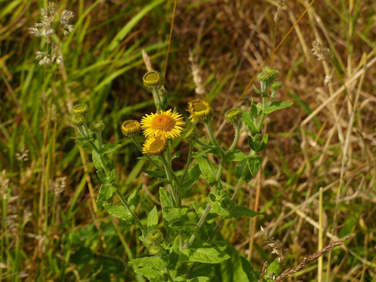 Pulicaria dysenterica (door Hero Moorlag)