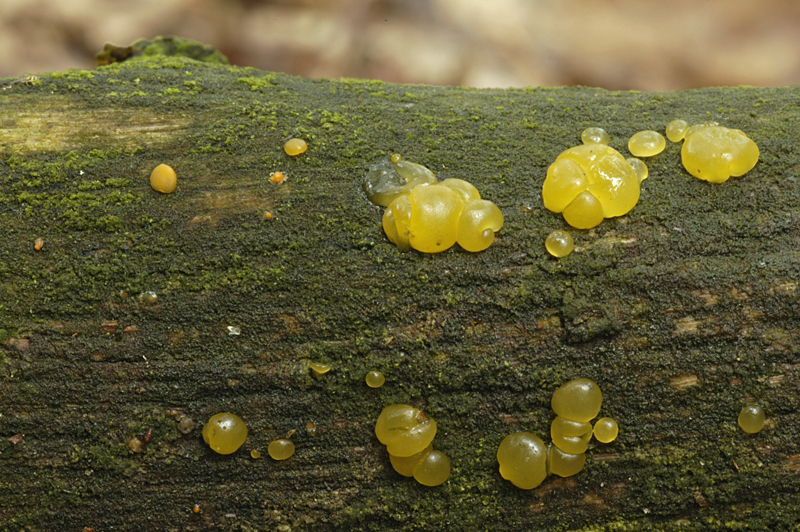 Dacrymyces stillatus (door Nico Dam)