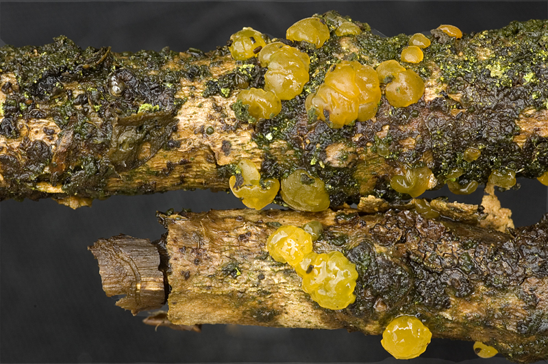 Dacrymyces stillatus (door Nico Dam)