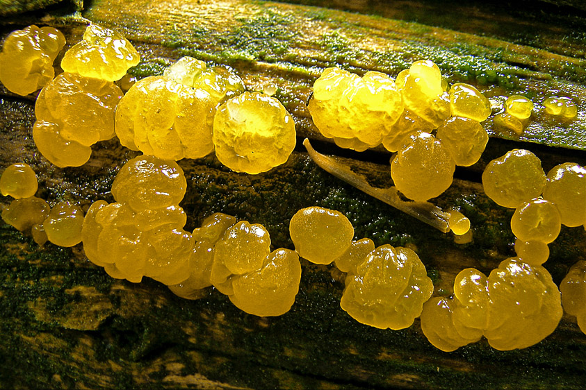 Dacrymyces stillatus (door Henk Huijser)