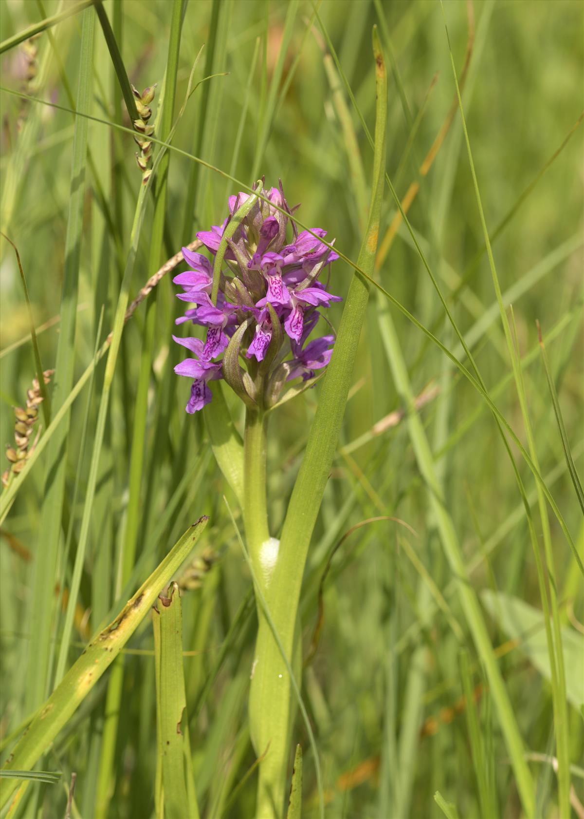 Dactylorhiza incarnata subsp. incarnata (door Theo Muusse)