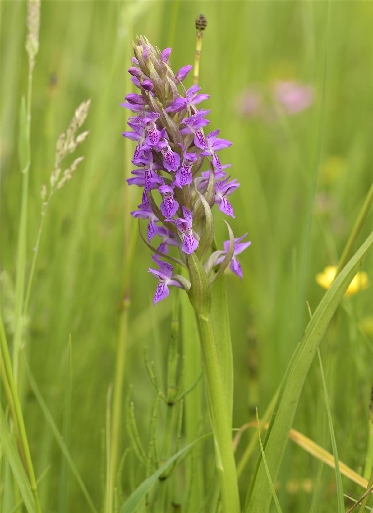Dactylorhiza incarnata subsp. incarnata (door Theo Muusse)