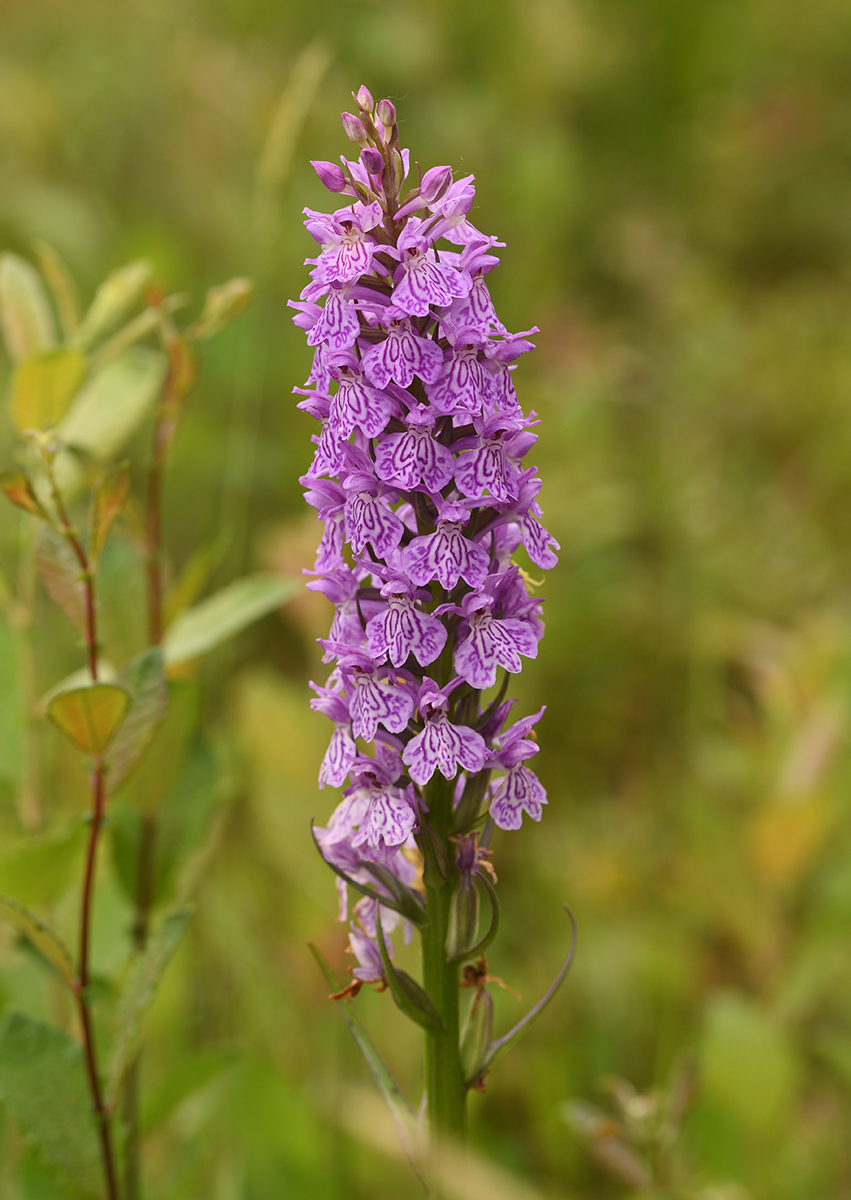 Dactylorhiza x hallii (door Theo Muusse)