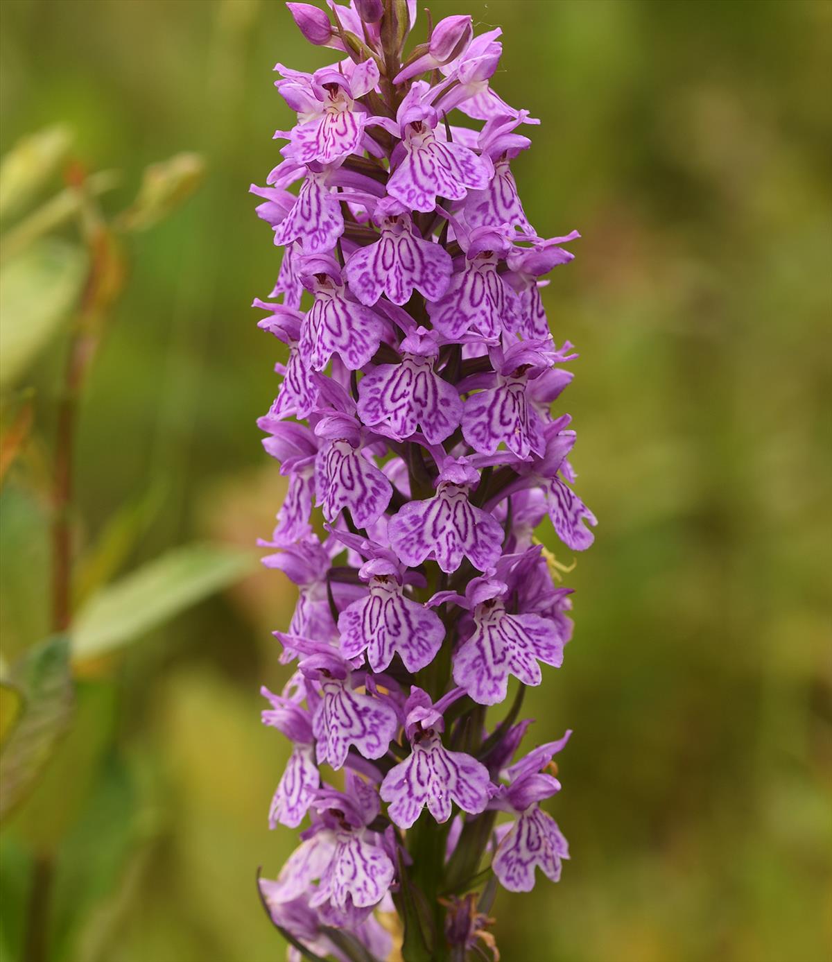 Dactylorhiza x hallii (door Theo Muusse)