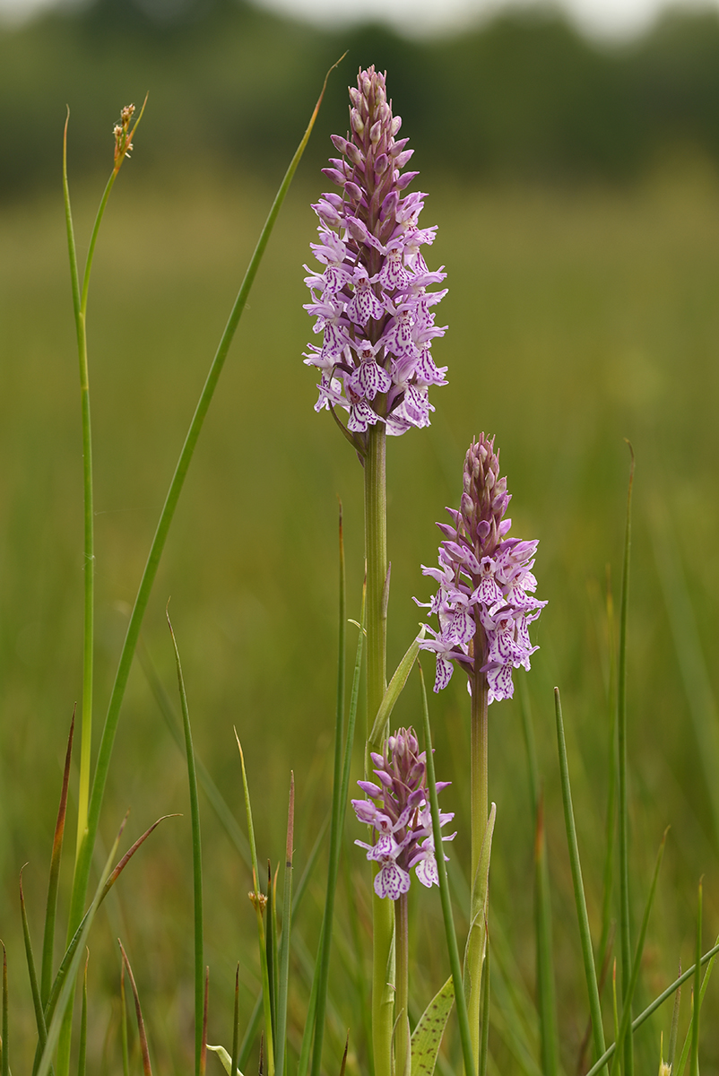 Dactylorhiza x hallii (door Theo Muusse)
