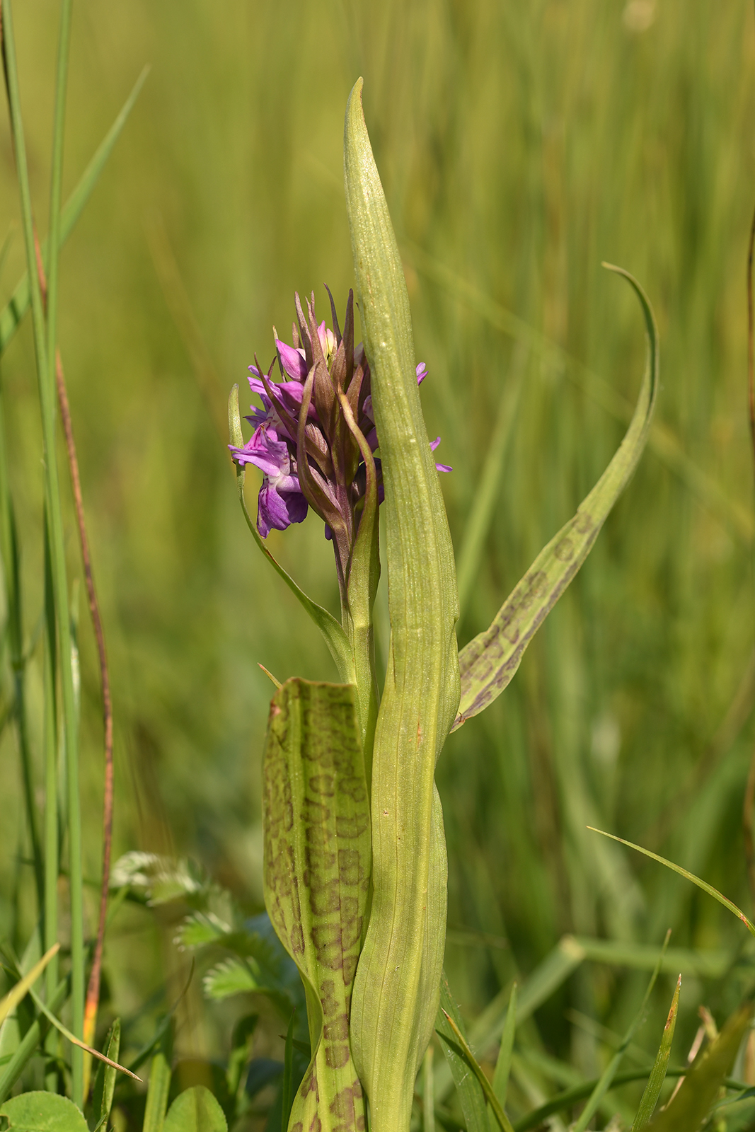 Dactylorhiza x kerneriorum (door Theo Muusse)