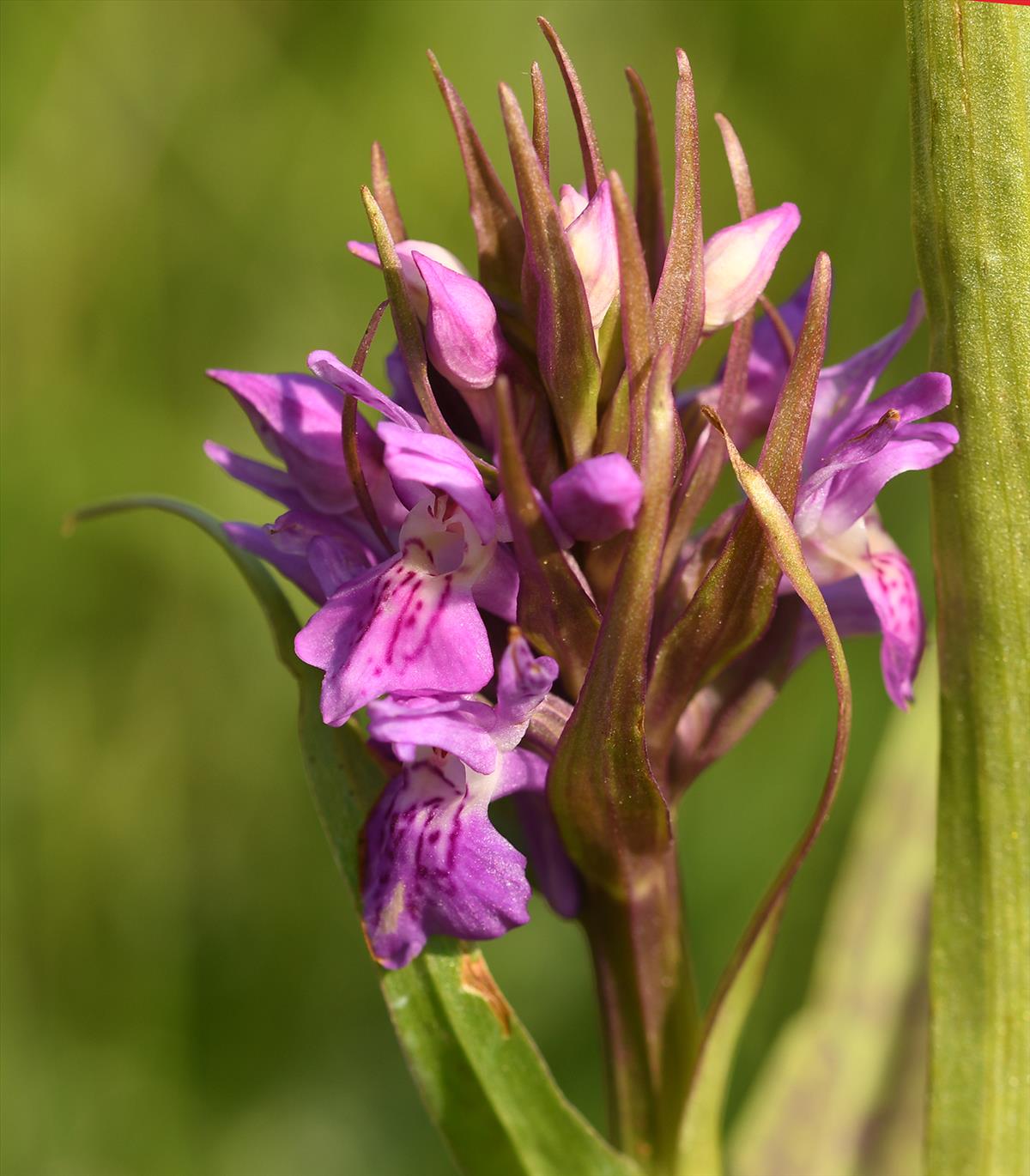 Dactylorhiza x kerneriorum (door Theo Muusse)
