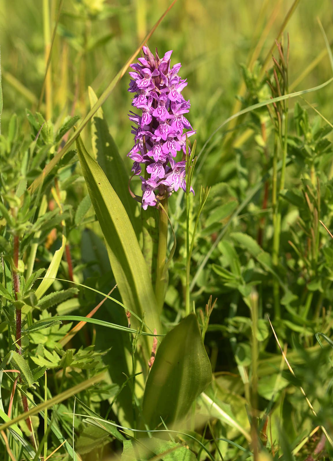 Dactylorhiza x kerneriorum (door Theo Muusse)