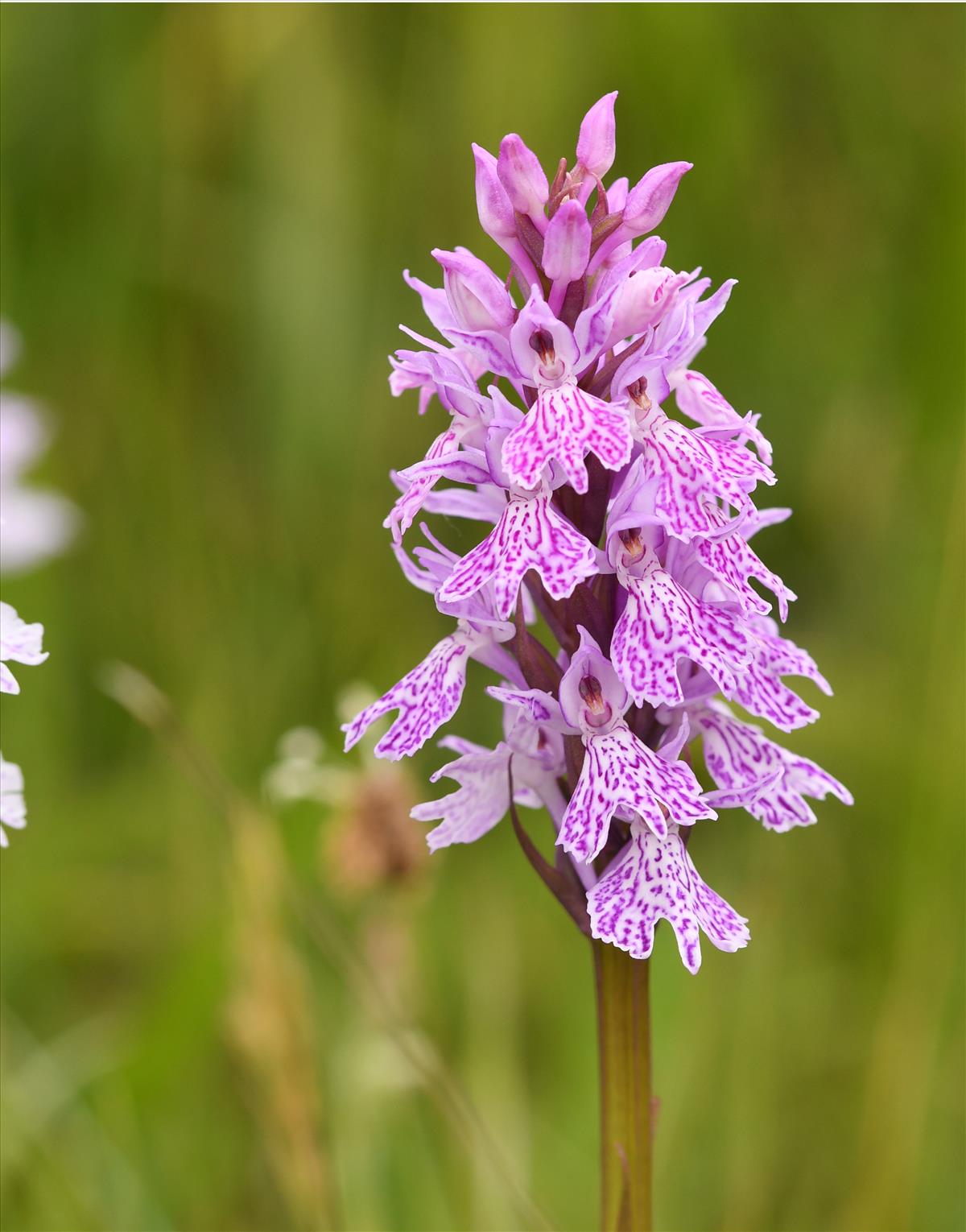 Dactylorhiza maculata x majalis (door Theo Muusse)