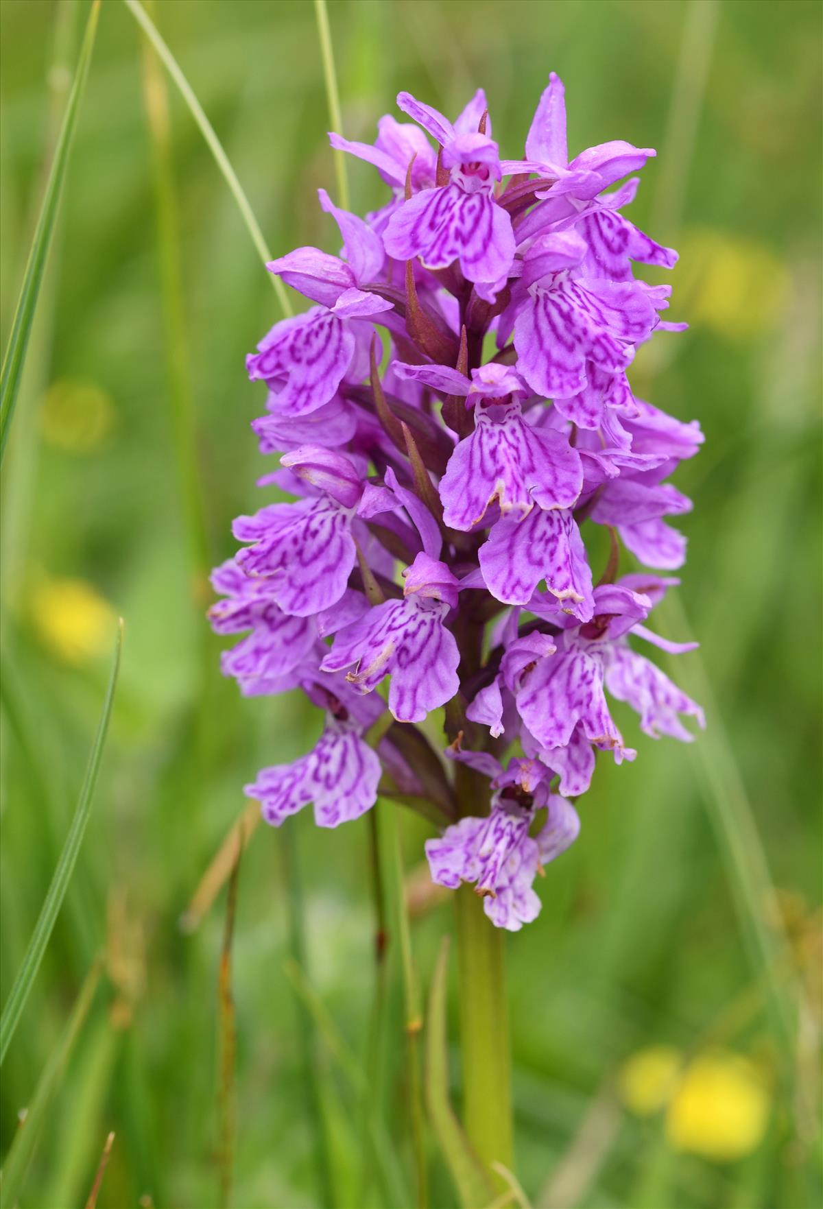 Dactylorhiza maculata x majalis (door Theo Muusse)