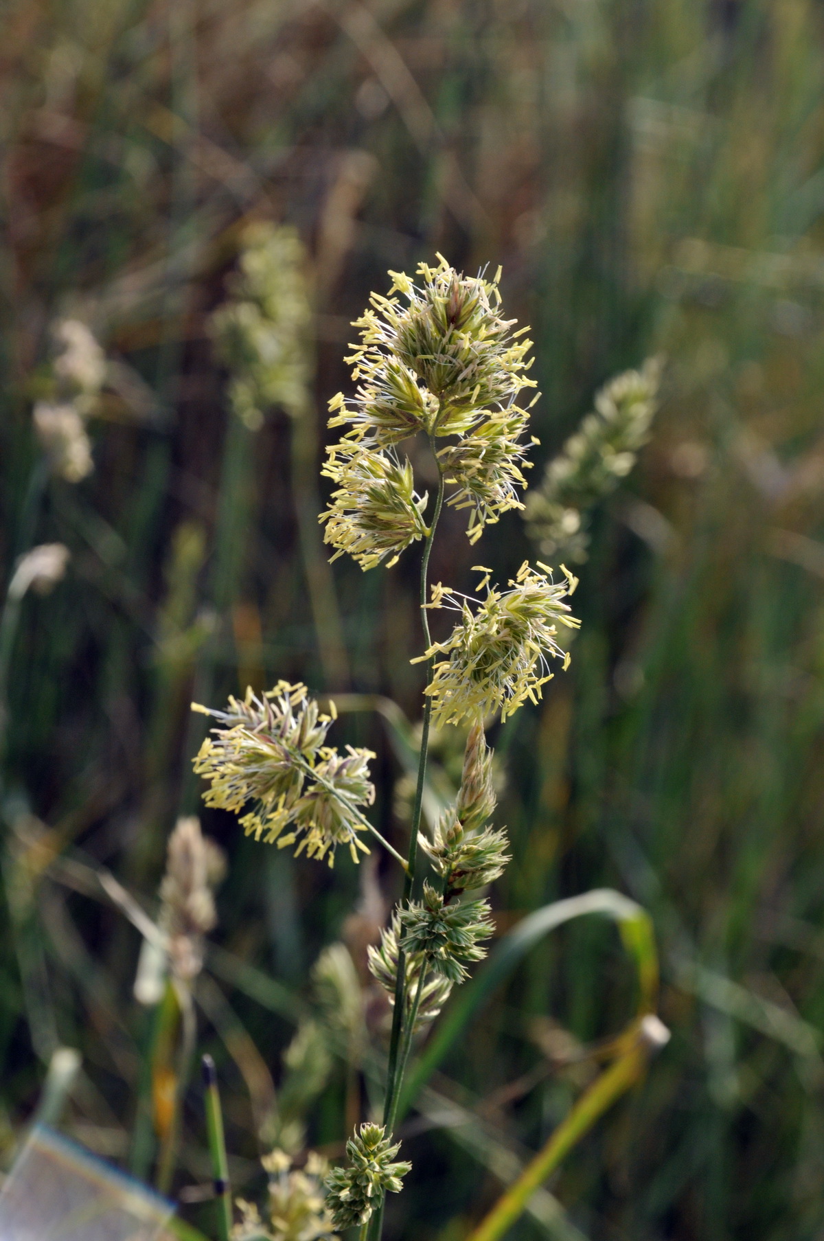 Dactylis glomerata subsp. glomerata (door Hans Toetenel)
